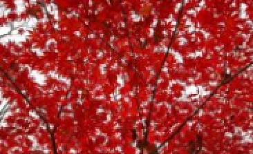 風(fēng)吹，楓動(dòng)，心飛